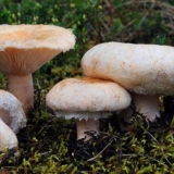 Kada i gdje se sakupljaju valovi: koliko dugo rastu, pravila sakupljanja